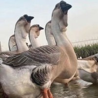 求购现杀新鲜鹅肉大雁鹅8斤整只鹅散养鹅农家老鹅大白鹅雁鹅极速发货